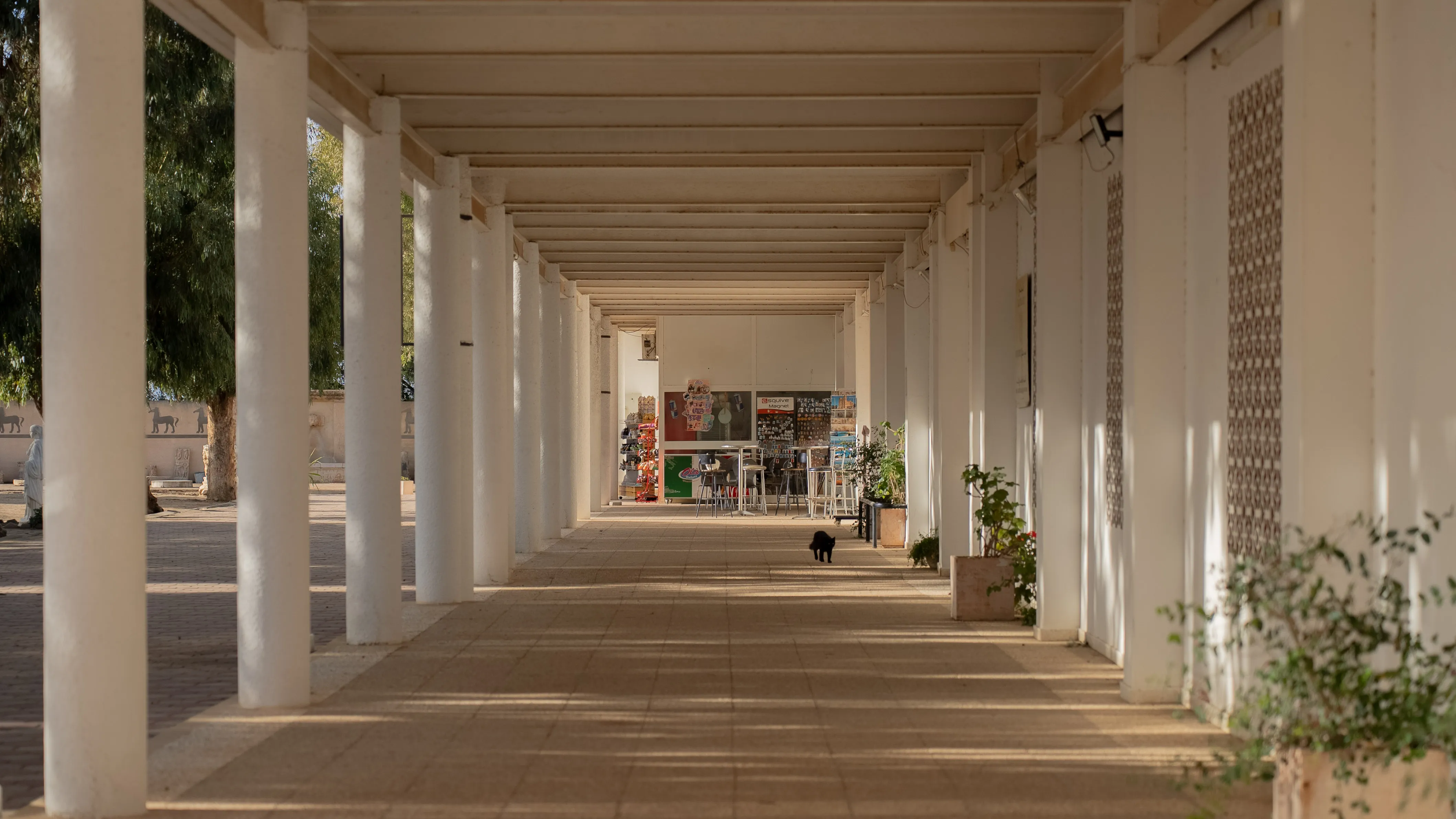 columns with cat