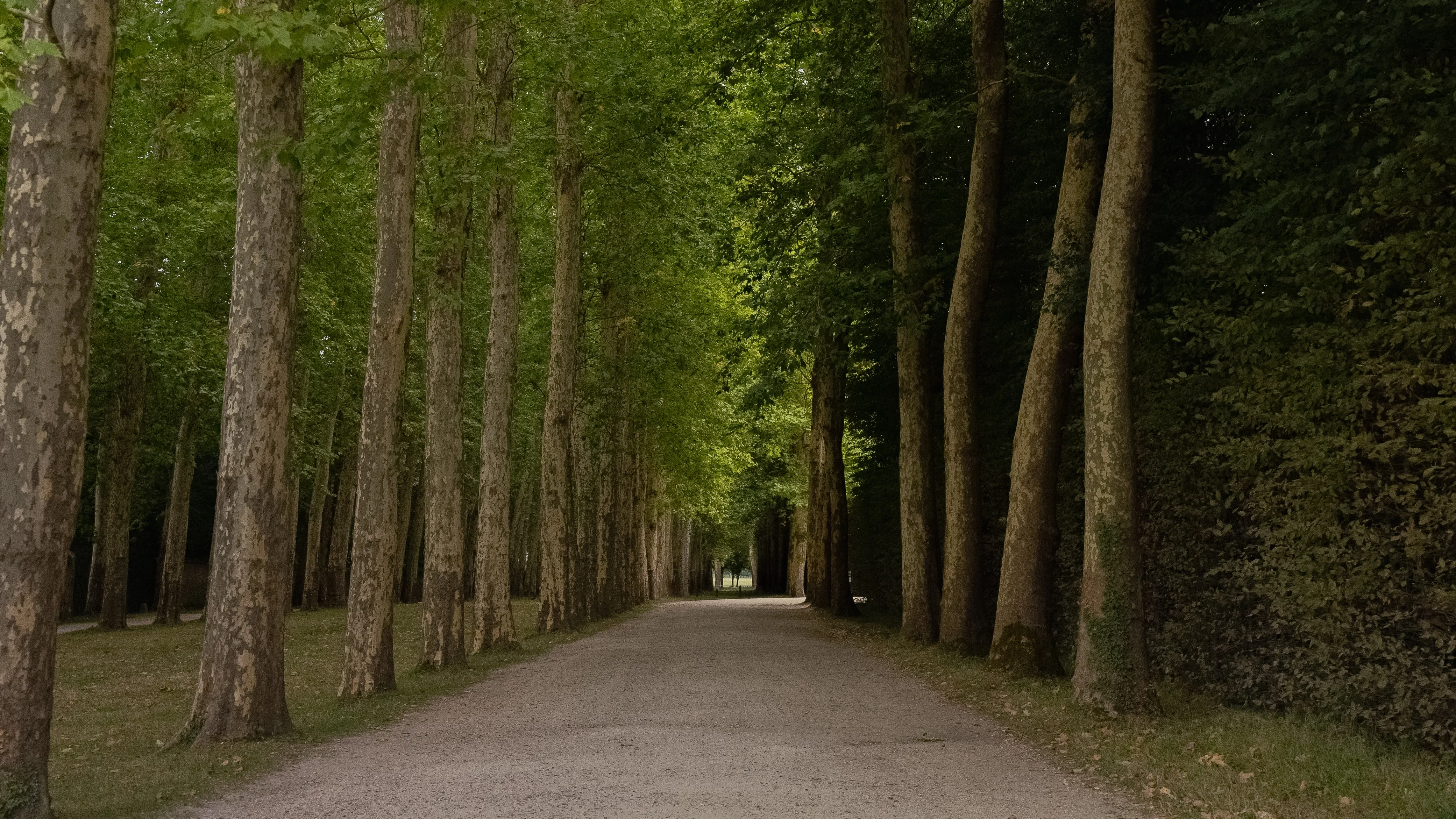 forest walkway